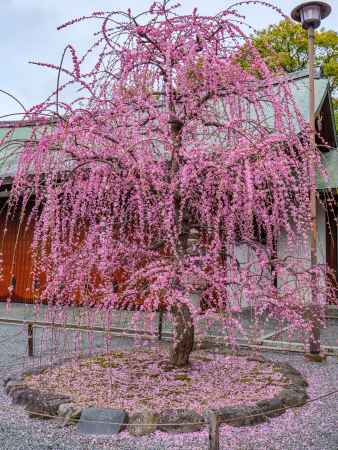 散りゆく枝垂れ梅