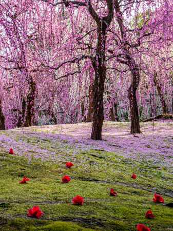 枝垂れ梅と落ち椿③
