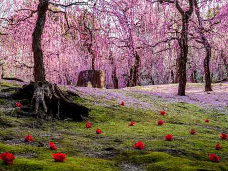 枝垂れ梅と落ち椿①
