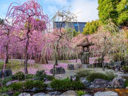 城南宮の枝垂れ梅➁