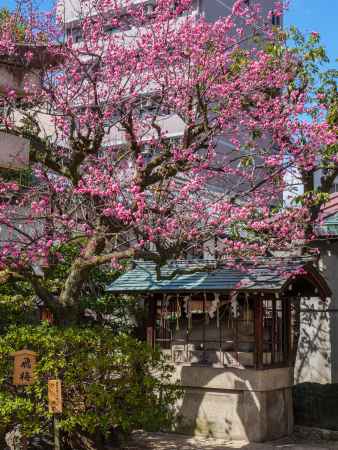 菅大臣神社の飛梅①