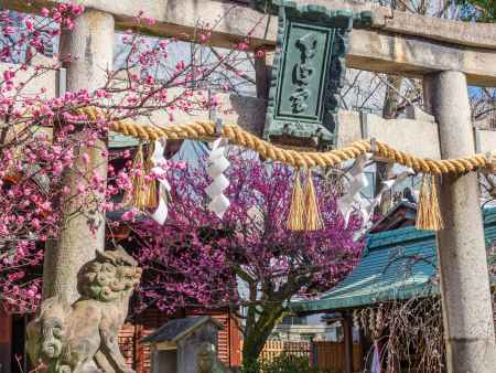 菅大臣神社の梅➁