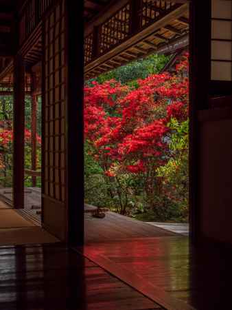 霧島つつじ咲く大雄院⑥