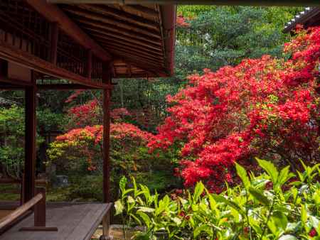 霧島つつじ咲く大雄院⑤