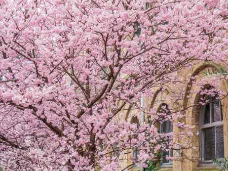 満開の「春めき桜」①