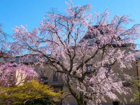 京都府庁旧本館中庭の桜①