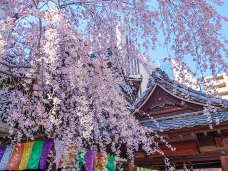 六角堂の枝垂れ桜