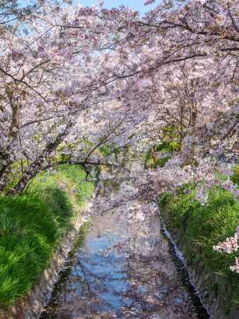 松ヶ崎疎水の桜①