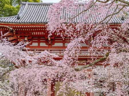 醍醐寺仁王門と桜
