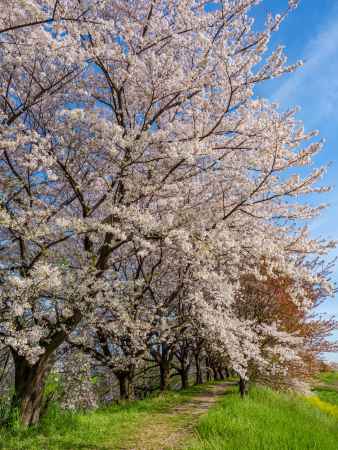 桂川の桜並木道①
