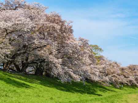 淀川河川公園　背割堤地区の桜④