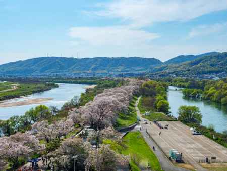 淀川河川公園　背割堤地区の桜③