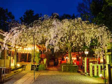 水火天満宮の夜桜➁