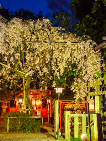 水火天満宮の夜桜①