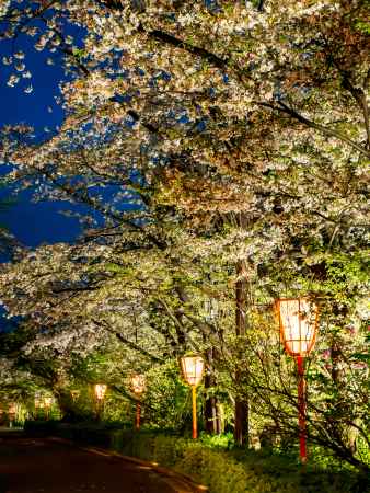 木屋町通の夜桜