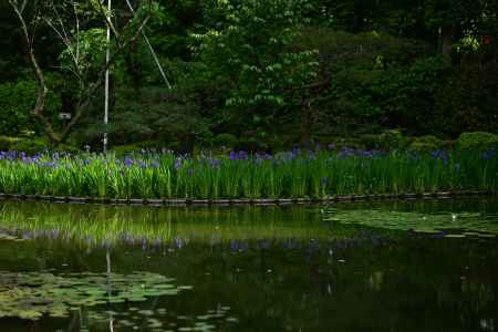 平安神宮神苑の杜若