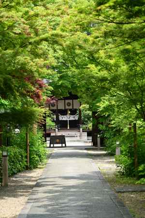 梨木神社の新緑