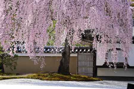 高台寺のしだれ桜