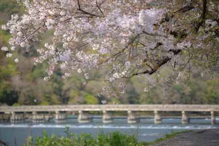 渡月橋と桜
