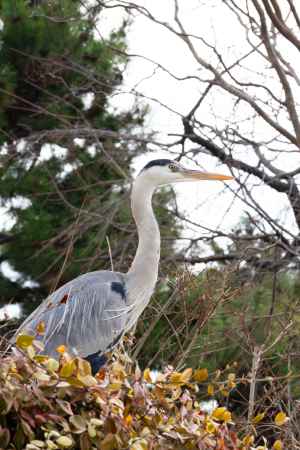 木々の中のアオサギ。冬の風景