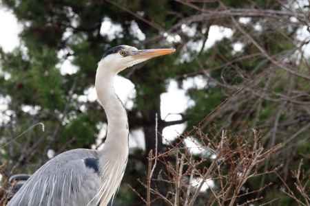 鴨川に生息するアオサギ。冬の風景