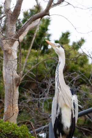 首を伸ばすアオサギ。繁殖期で飾り羽が長く伸びている。