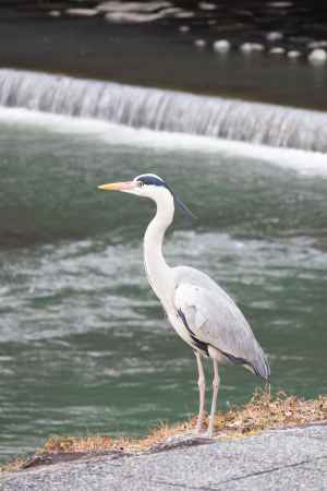 鴨川の土手に佇むアオサギ。鴨川に生息する野生動物。