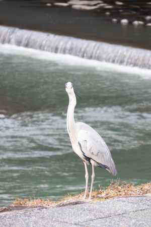 アオサギの正面顔。鴨川の風景。