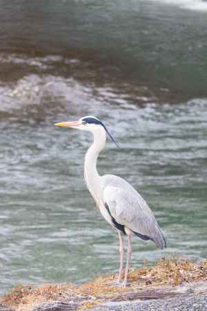 鴨川の川辺にたたずむアオサギ