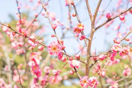 京都御所の梅林。五分咲きの梅