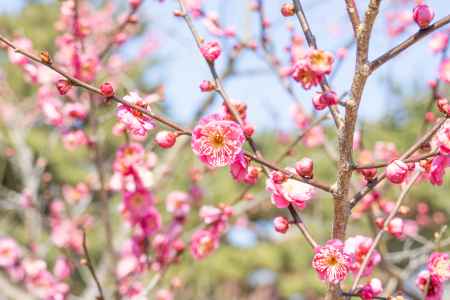 開花し始めた梅の花。2月中旬の京都御所の梅林