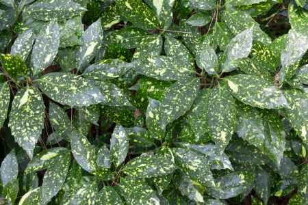 京都御所の木陰に育つ斑入りアオキの葉