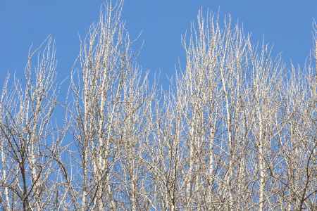 落葉したポプラの木と青空