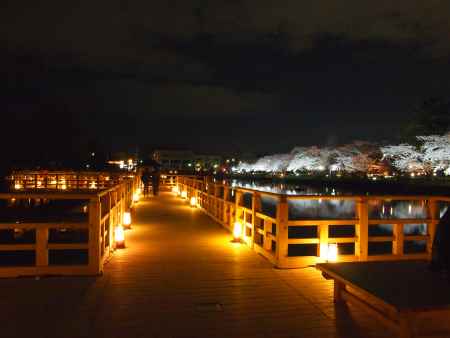 八条が池の夜桜