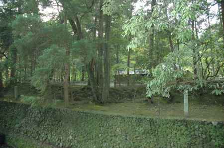 苔に覆われた木々