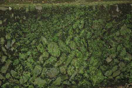 苔に覆われた石垣