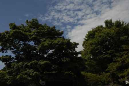 青々茂る木々と青空