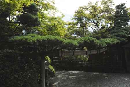 長岡天満宮の松