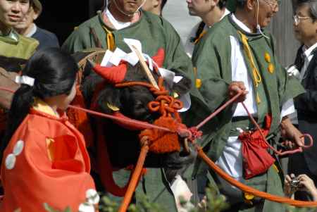 時代祭　牛車の牛