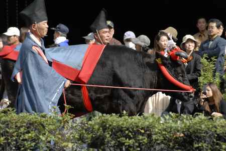 時代祭　街中を歩く牛