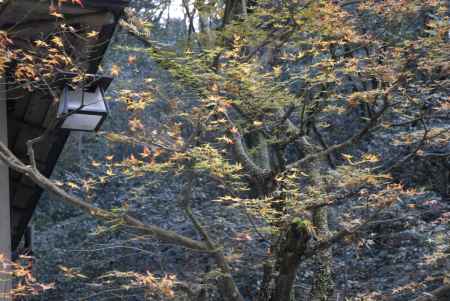 薄っすら色づいてきた貴船のもみじ