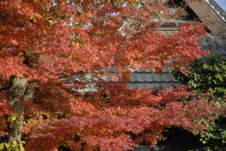 鮮やかに色づいた永観堂のもみじ