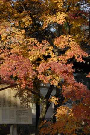 永観堂　紅と黄色のグラデーション