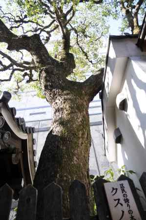 六角堂　クスノキ