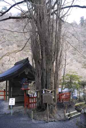 貴船神社の御神木