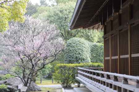 城南宮　社殿と梅1