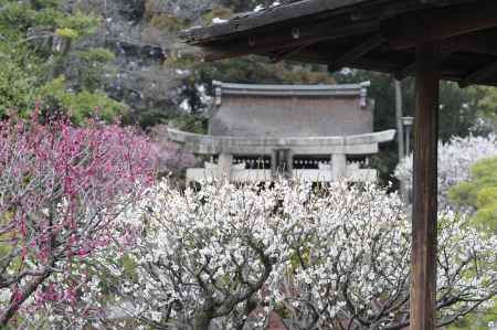 城南宮　社殿と梅2