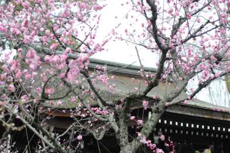 城南宮　社殿と梅3