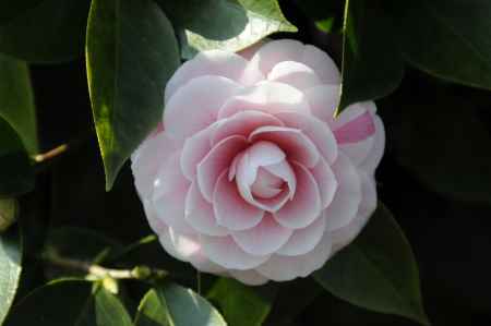 長岡天満宮の椿