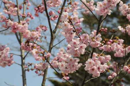 長岡天満宮　満開の陽光の桜１